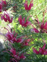 Grevillea-rosmarinifolia